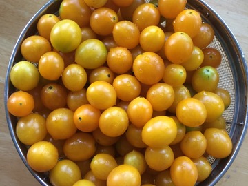 pay online or by mail: Yellow Riesentraube Tomato
