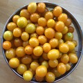 pay online or by mail: Yellow Riesentraube Tomato