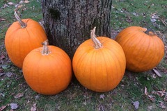 pay online or by mail: Connecticut Field Pumpkin