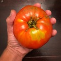 pay online or by mail: Italian Heirloom Tomato