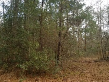 Land Available for Lease: Raw land one hour from Houston 
