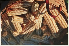 pay online or by mail: Hickory King white corn 