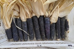 pay online or by mail: Hopi Blue corn