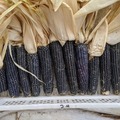 pay online or by mail: Hopi Blue corn