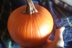 pay by mail only, w/ request form: Pie Pumpkins Squash Seeds