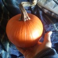 pay by mail only, w/ request form: Pie Pumpkins Squash Seeds