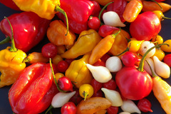 pay online or by mail: Mild Capsicum chinense pepper mix