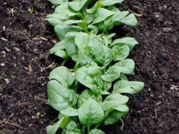pay online only: Abundant Bloomsdale Spinach