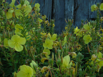 pay online or by mail: Tina James Evening Primrose
