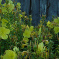pay online or by mail: Tina James Evening Primrose
