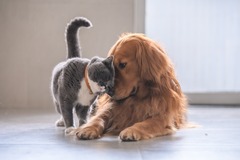  : MORE Adoptable Pets