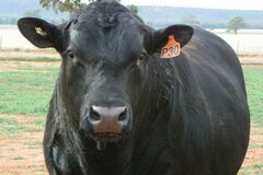 Free Service: Beef Herd Management Advice