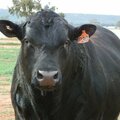 Free Service: Beef Herd Management Advice
