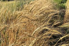 pay online only: Banatka Wheat