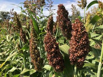 pay online only: Landrace Sorghum