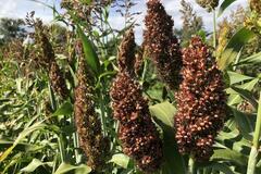 pay online only: Landrace Sorghum