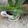 Echange: Aloe maculata