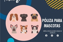 Servicios : Póliza para Mascotas