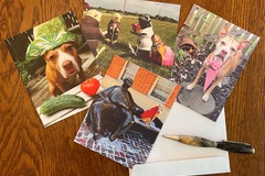 Selling: This Is My Pittie Face Set of Four Note Cards