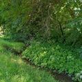 Land Available for Lease: Urban Neighborhood Organic Fenced with Stream. Plenty of Flowers.