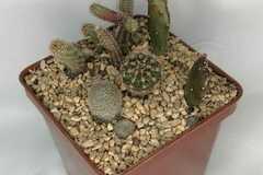 Productos: Terrario Cactus P10