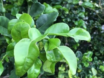 For sale: Makrut lime leaves / Thai lime