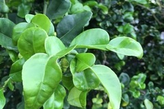 For sale: Makrut lime leaves / Thai lime