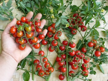 pay online or by mail: Matt's Wild Cherry tomato