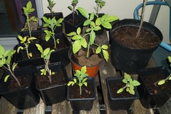 Sales: Plants de tomates cerises bio