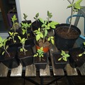 Vente: Plants de tomates cerises bio