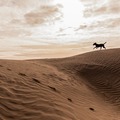 Info Only: Little Sahara Sand Dunes