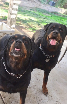 Helmet CA, RV/boat Parking SFR: Locked Auto-Gate, Rotties Patrol