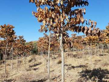 Pagamento online : Manejo florestal em plantios afetados por geada