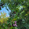 Giving away: Free plums