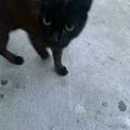 Anuncio: Gatito vive en calles
