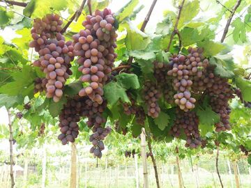 Pagamento online : Consultoria em Cultivo de Uvas