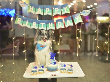 Price Per Hour: Pets Birthday Party