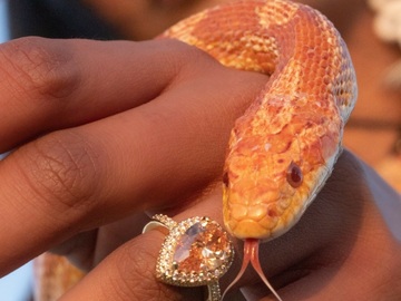 Hourly Rental: SNAKESSS - photography, therapy, parties 