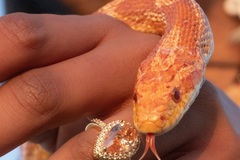 Hourly Rental: SNAKESSS - photography, therapy, parties 