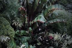 NOS JARDINS A LOUER: Jardin Tropical