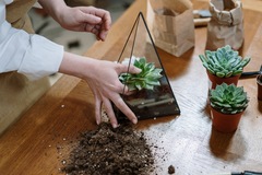 Events priced per-person: Thrive With Terrariums!