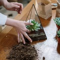 Events priced per-person: Thrive With Terrariums!