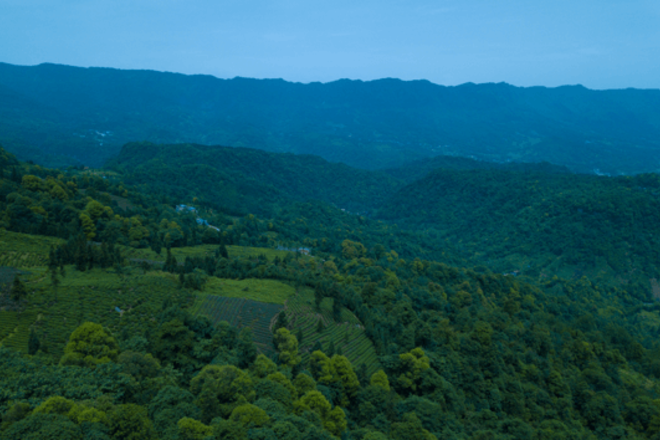 IoTea from Mengding Mountain