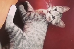 Anuncio: Se dan gatitos en adopción 