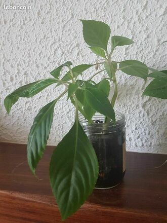 rhododendron im topf kaufen Rhododendron Nova Zembla | 60-80 cm im Topf