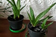 Sales: Jeunes pousses aloé - plante grasse