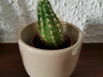 Sales: Petit cactus