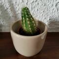 Sales: Petit cactus