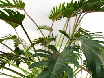 Vente: Philodendron Bipinnatifidum
