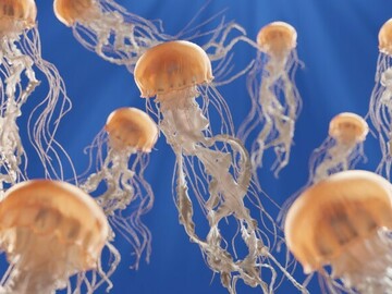 For Sale: Jellyfish